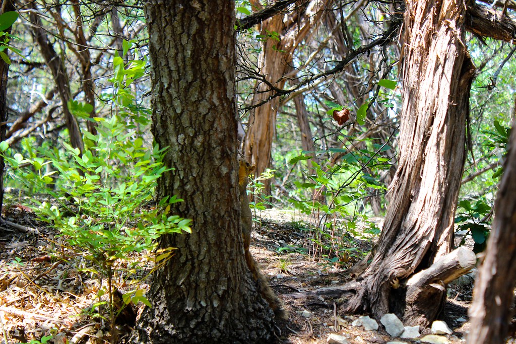 Woodland in Cameron Park in Waco, Texas